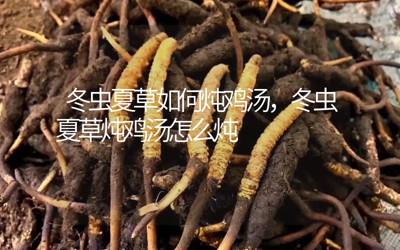 冬蟲夏草如何燉雞湯，冬蟲夏草燉雞湯怎么燉