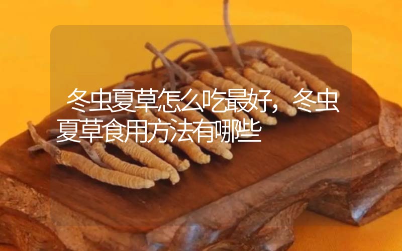 冬蟲夏草怎么吃最好，冬蟲夏草食用方法有哪些
