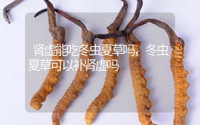 腎虛能吃冬蟲夏草嗎，冬蟲夏草可以補(bǔ)腎虛嗎？
