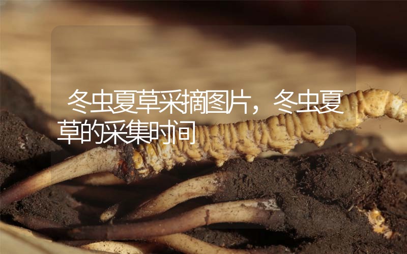 冬蟲(chóng)夏草采摘圖片，冬蟲(chóng)夏草的采集時(shí)間