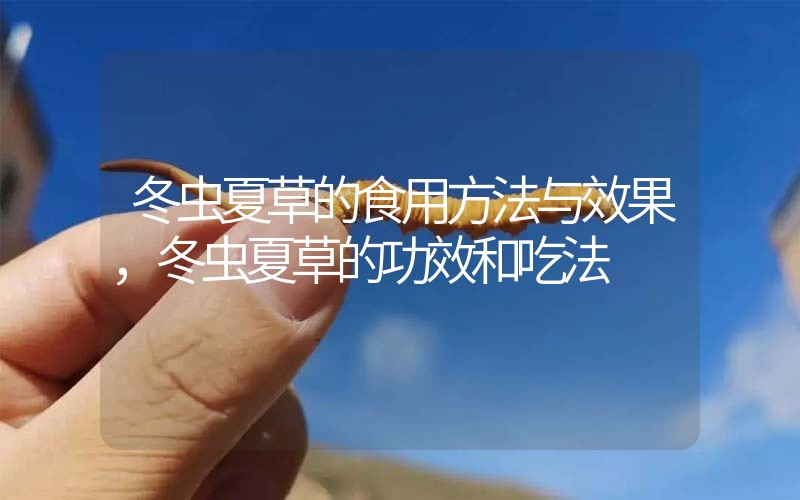 冬蟲夏草的食用方法與效果，冬蟲夏草的食用方法！