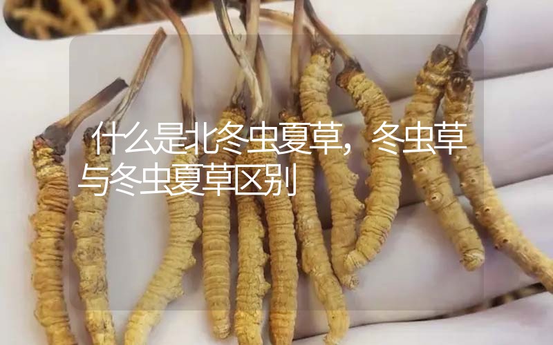 什么是北冬蟲夏草，北冬蟲草與冬蟲夏草區(qū)別
