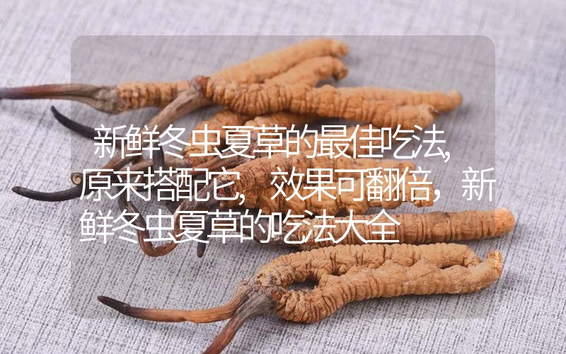 新鮮冬蟲夏草的最佳吃法,原來搭配它,效果可翻倍，新鮮冬蟲夏草的吃法大全