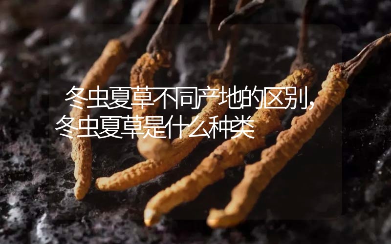 冬蟲夏草不同產地的區(qū)別，冬蟲夏草是什么種類