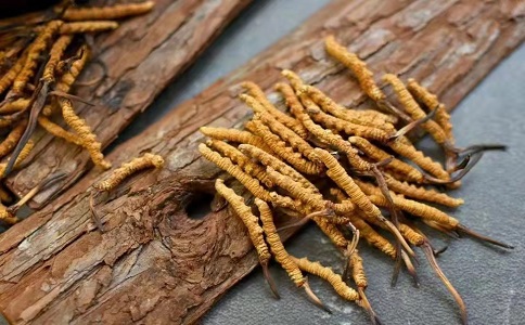 冬蟲夏草多少錢一克，哪個地區(qū)的質(zhì)量比較可靠呢