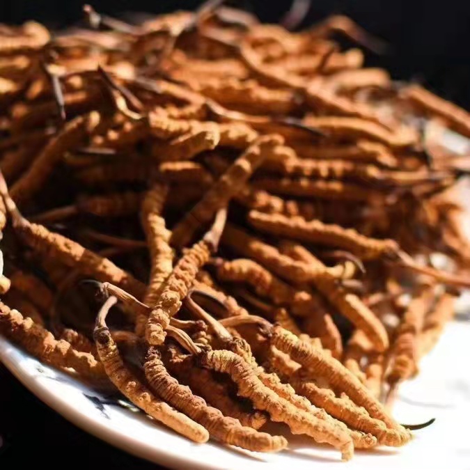 冬蟲夏草為什么這么貴呢？有便宜的能買嗎