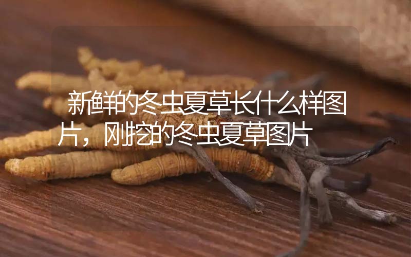 新鮮的冬蟲夏草長什么樣圖片，剛挖的冬蟲夏草圖片