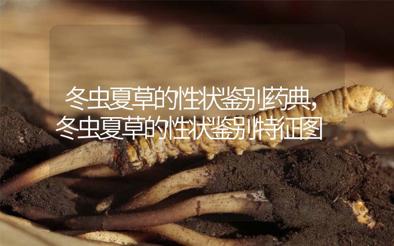 冬蟲夏草的性狀鑒別藥典，冬蟲夏草的性狀鑒別特征圖