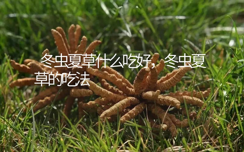 冬蟲夏草什么吃好，冬蟲夏草的吃法