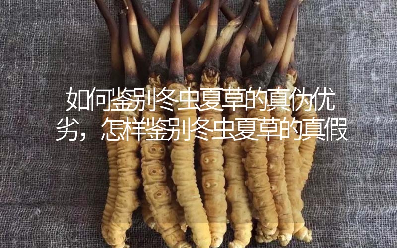 如何鑒別冬蟲(chóng)夏草的真?zhèn)蝺?yōu)劣，怎樣鑒別冬蟲(chóng)夏草的真假