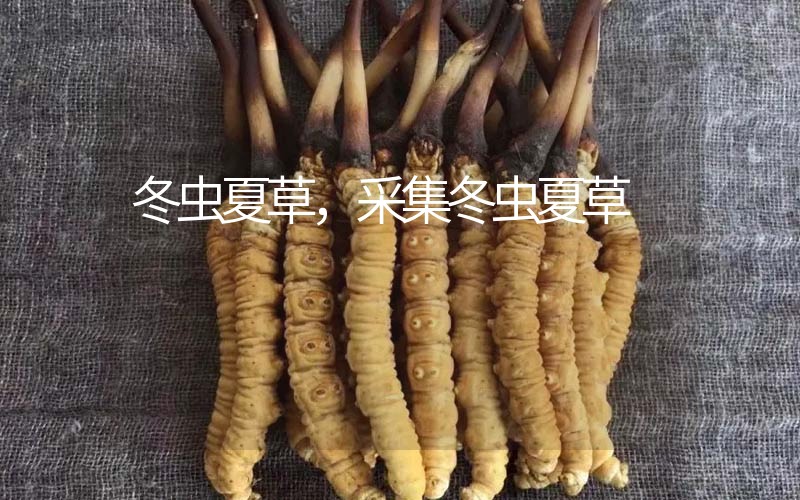 冬蟲夏草采挖時(shí)間，什么時(shí)候采集冬蟲夏草