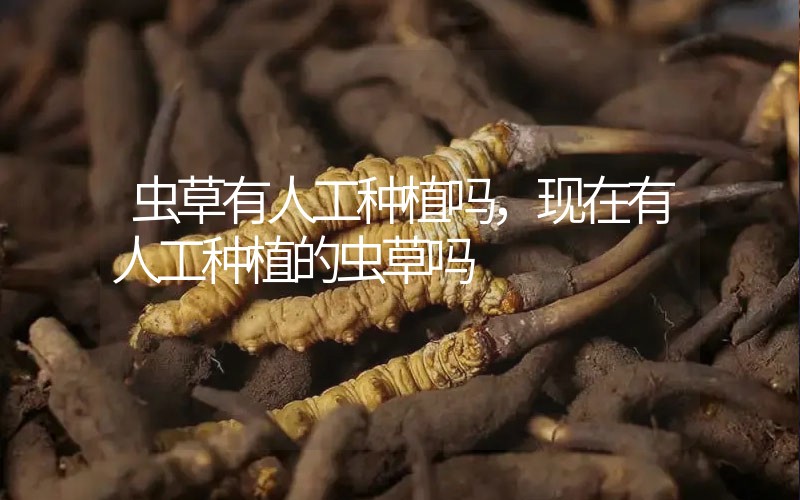 蟲草有人工種植嗎，現在有人工種植的蟲草嗎