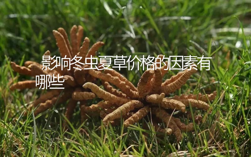 影響冬蟲夏草價格的因素有哪些？