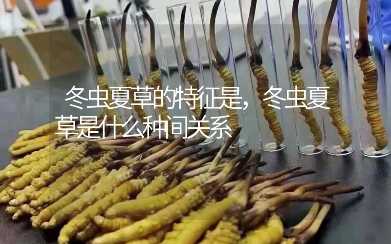 冬蟲夏草的特征是，冬蟲夏草是什么種間關(guān)系