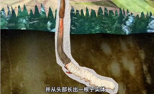 冬蟲夏草到底是蟲還是草？你猜到了嗎？