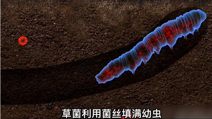 神奇的冬蟲夏草為什么能從蟲子變成草？它到底是怎么形成的呢？