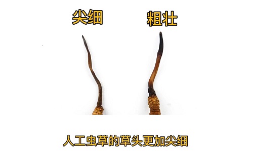 人工蟲草和野生蟲草如何分辨？人工冬蟲夏草怎么鑒別