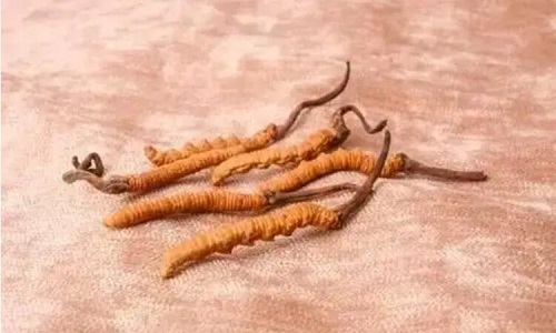 哪個產(chǎn)地的冬蟲夏草營養(yǎng)價值高,哪里的蟲草更好？