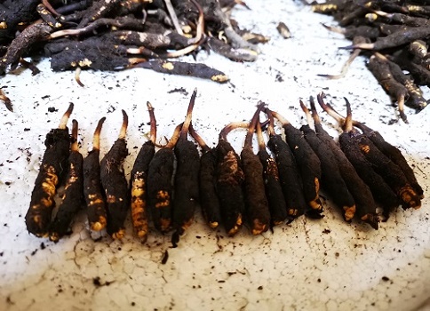 冬蟲夏草的作用是什么，有哪些比較好的吃法呢