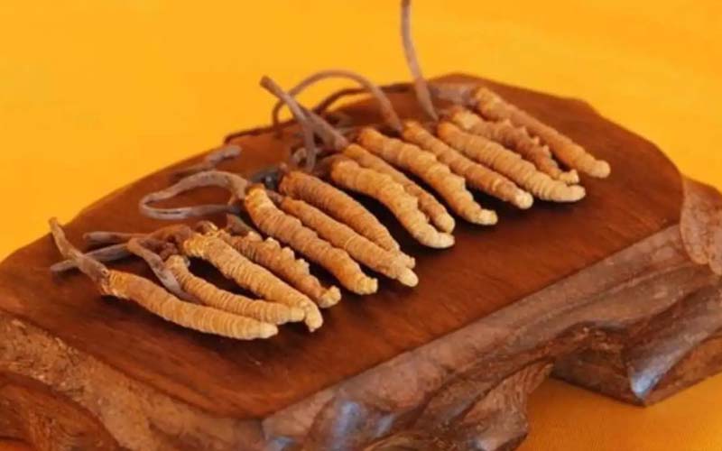 冬蟲(chóng)夏草需要每天吃嗎?冬蟲(chóng)夏草一天吃多少？