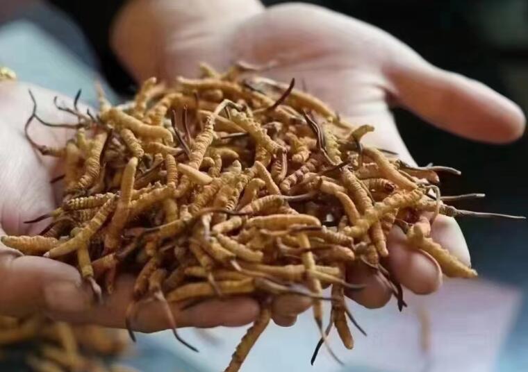 冬蟲夏草成分有哪些?新鮮冬蟲夏草哪里好？