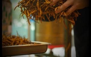 常見(jiàn)的六種不合格的冬蟲(chóng)夏草，一定要會(huì)分辨
