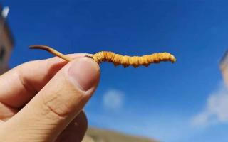體驗(yàn)純凈的自然風(fēng)味，選擇冬蟲夏草