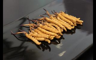 大量的冬蟲夏草如何來保存？