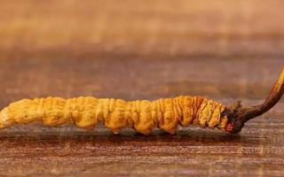 網(wǎng)上的冬蟲夏草能不能購買-會(huì)不會(huì)買到假貨？