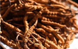 了解冬蟲夏草：起源、生長環(huán)境與特點！