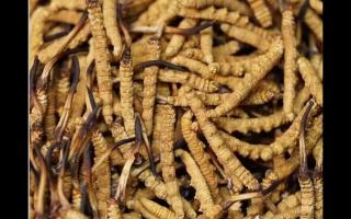 高品質(zhì)冬蟲(chóng)夏草，全程人工采挖值得信賴(lài)！