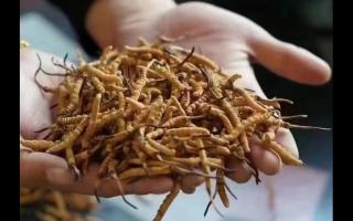 新鮮冬蟲夏草怎么保存，謹(jǐn)記五要素！