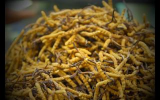 新鮮的冬蟲(chóng)夏草和陳草有何區(qū)別？