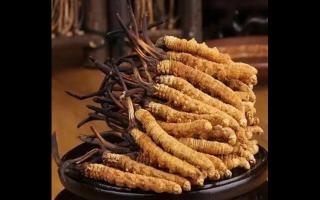 冬蟲夏草比較全的知識解答，吃蟲草的了解一下！