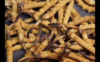 冬蟲夏草的產(chǎn)量為何一年不如一年呢？