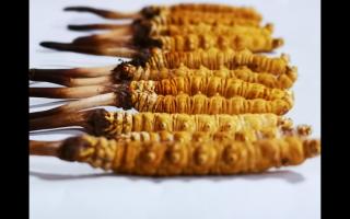 冬蟲(chóng)夏草為何會(huì)分級(jí)？有何區(qū)別？