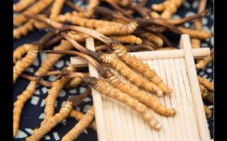 如何避免在網(wǎng)上買(mǎi)到人工種植的冬蟲(chóng)夏草？