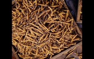 新鮮冬蟲(chóng)夏草的品質(zhì)受哪些影響？