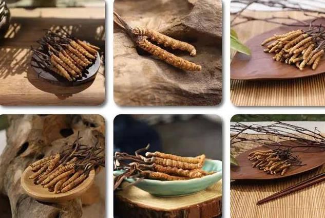 冬蟲(chóng)夏草和白蟲(chóng)草有什么區(qū)別？