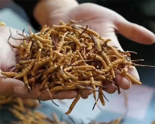 冬蟲夏草怎么吃最好？