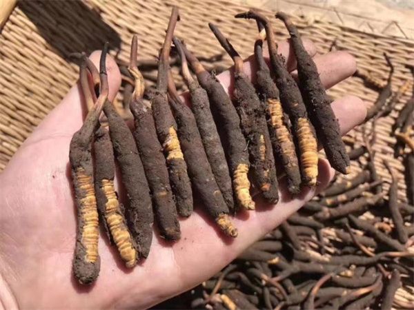 新鮮的冬蟲夏草怎么保存方法？讓珍貴之草保持活力