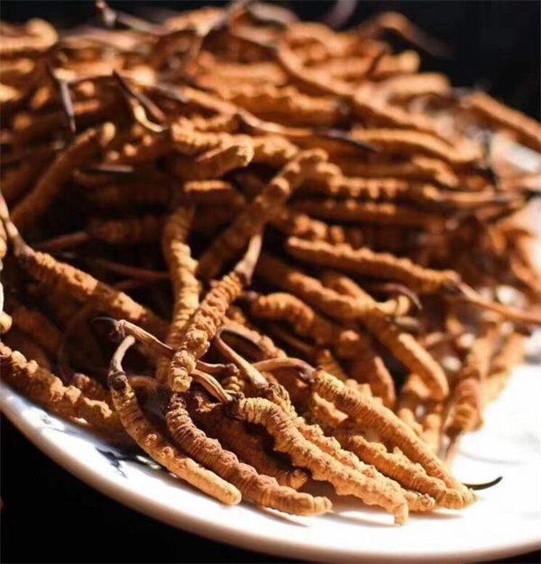 冬蟲夏草和什么一起吃效果好？冬蟲夏草的4種搭配食材