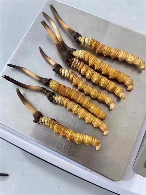 冬蟲夏草煮還是泡好？?jī)煞N食用方法的對(duì)比分析