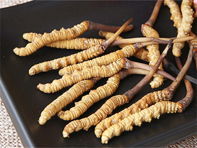真的冬蟲夏草什么價格？影響冬蟲夏草價格波動的3個關(guān)鍵因素