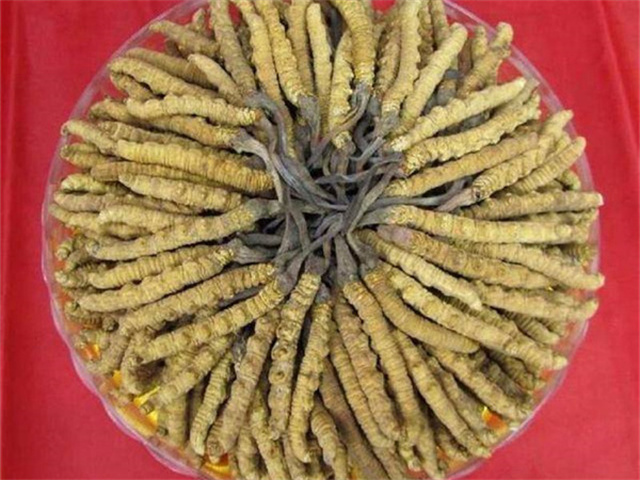冬蟲夏草價格一克多少錢？影響冬蟲夏草價格的4個因素