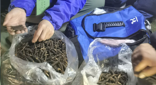 新鮮那曲蟲草多少錢一根？揭秘冬蟲夏草的價格密碼