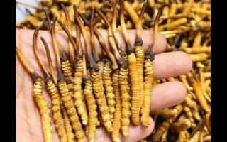 珍草王冬蟲(chóng)夏草是真的嗎？揭秘珍稀藥材的真相
