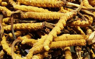 冬蟲夏草是什么味道？揭秘“軟黃金”的獨(dú)特風(fēng)味