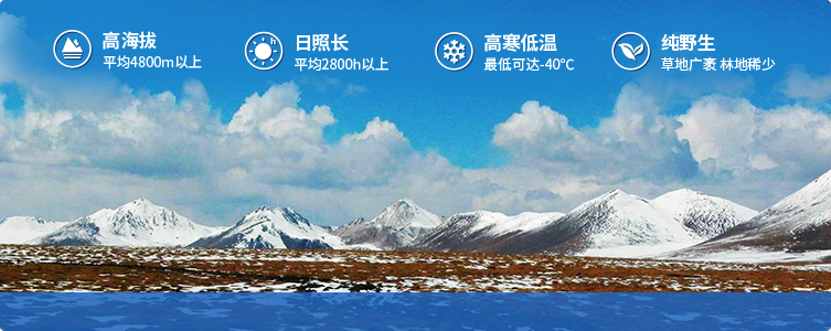為什么說(shuō)西藏那曲的冬蟲(chóng)夏草，是品質(zhì)最好的蟲(chóng)草！