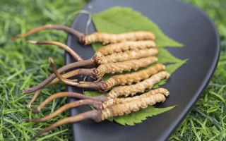 鮮冬蟲(chóng)夏草價(jià)格揭秘：一根究竟值多少錢？